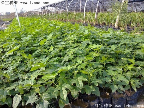 澳洲<a href='https://www.lvbad.com/linmuzhongzi/2223.html' target='_blank'>火焰木种子</a>3.jpg