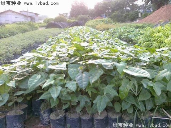 <a href='https://www.lvbad.com/linmuzhongzi/1744.html' target='_blank'>澳洲火焰木种子</a>4.jpg