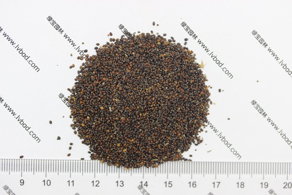 <a href='https://www.lvbad.com/caohuazhongzi/1023.html' target='_blank'>薄荷</a>种子4.jpg