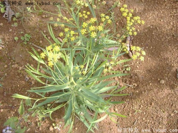 <a href='https://www.lvbad.com/yaocaizhongzi/2343.html' target='_blank'>柴胡种子</a>2.jpg