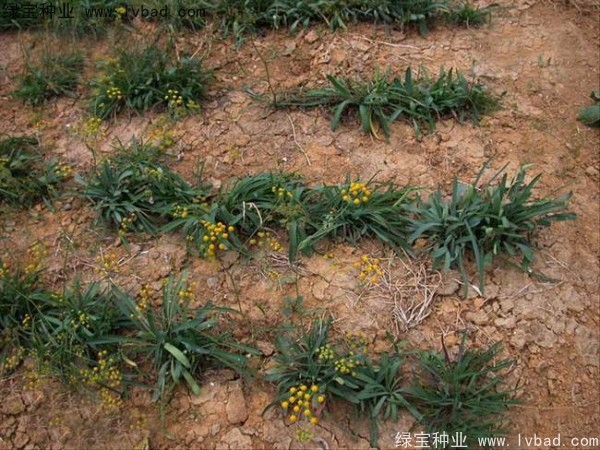 <a href='https://www.lvbad.com/yaocaizhongzi/2343.html' target='_blank'>柴胡种子</a>3.jpg