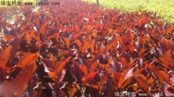 1664725925121722.jpg <a href='https://www.lvbad.com/linmuzhongzi/2214.html' target='_blank'>紫叶稠李种子</a>3-扁.jpg
