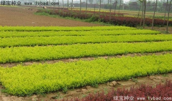 <a href='https://www.lvbad.com/linmuzhongzi/1804.html' target='_blank'>金叶女贞种子</a>1.jpg