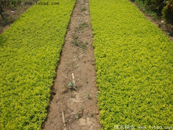 <a href='https://www.lvbad.com/linmuzhongzi/1804.html' target='_blank'>金叶女贞种子</a>2.jpg