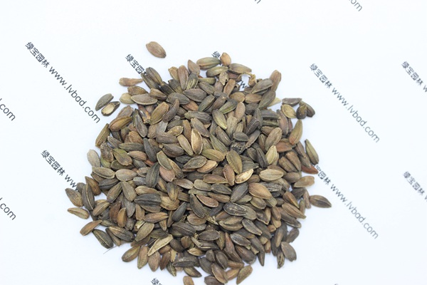 <a href='https://www.lvbad.com/caohuazhongzi/1046.html' target='_blank'>非洲菊种子</a>1.jpg