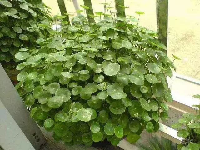 铜钱草1.jpg