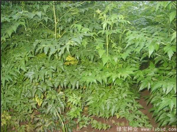 <a href='https://www.lvbad.com/linmuzhongzi/1725.html' target='_blank'>苦楝</a>9.jpg
