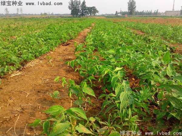 <a href='https://www.lvbad.com/linmuzhongzi/1755.html' target='_blank'>朴树种子</a>1.jpg