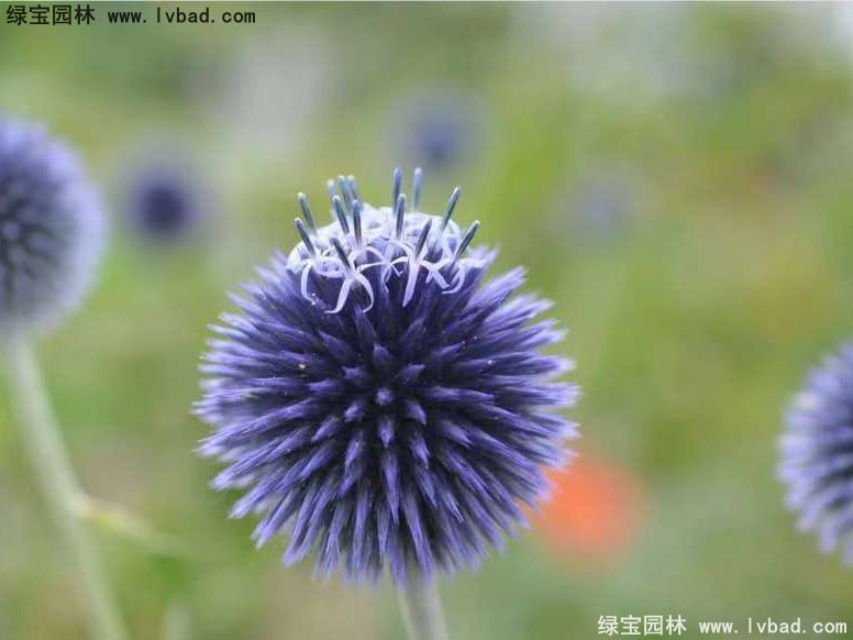 蓝刺头花卉蓝色草本多年生植物
