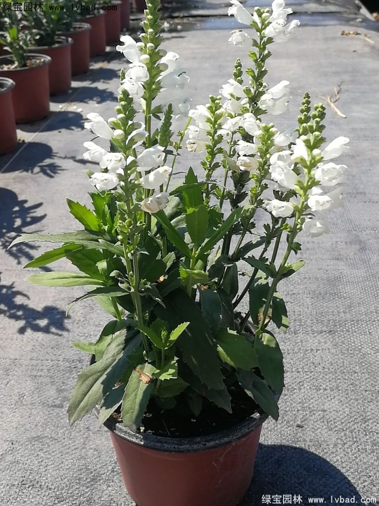 [假龙头苗]最新假龙头盆栽苗_图片_价格_粉色紫色桃红玫红-花境植物