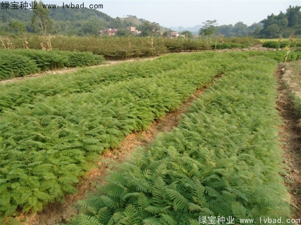 <a href='https://www.lvbad.com/linmuzhongzi/1748.html' target='_blank'>蓝花楹种子</a>1.jpg