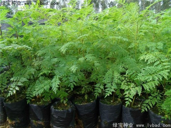 <a href='https://www.lvbad.com/linmuzhongzi/1748.html' target='_blank'>蓝花楹种子</a>3.jpg
