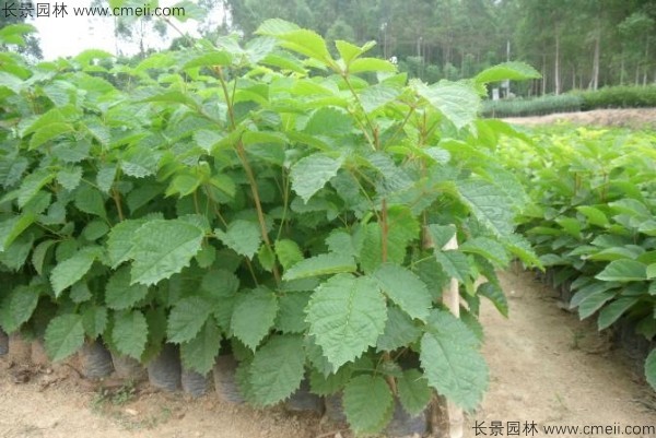 <a href='https://www.lvbad.com/linmuzhongzi/1796.html' target='_blank'>红花风铃木种子</a>2.jpg