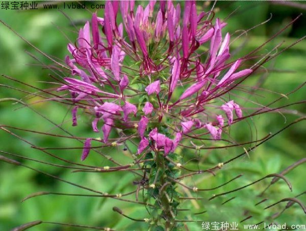 <a href='https://www.lvbad.com/caohuazhongzi/1659.html' target='_blank'>醉蝶花种子</a>14.jpg
