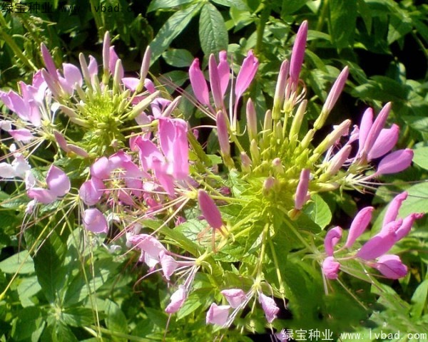 <a href='https://www.lvbad.com/caohuazhongzi/1659.html' target='_blank'>醉蝶花种子</a>15.jpg