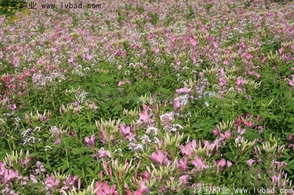 醉蝶花<a href='https://www.lvbad.com/' target='_blank'>种子</a>16.jpg