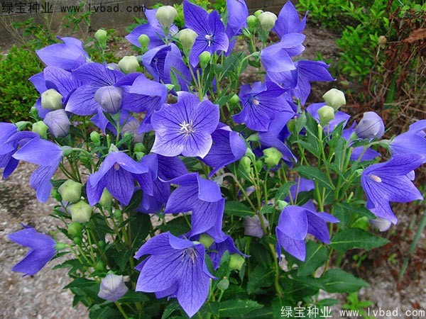 <a href='https://www.lvbad.com/caohuazhongzi/1573.html' target='_blank'>桔梗种子</a>8.jpg