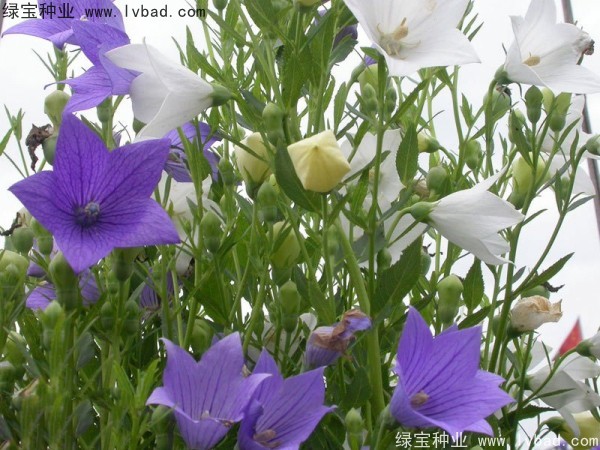 桔梗<a href='https://www.lvbad.com/' target='_blank'>种子</a>9.jpg