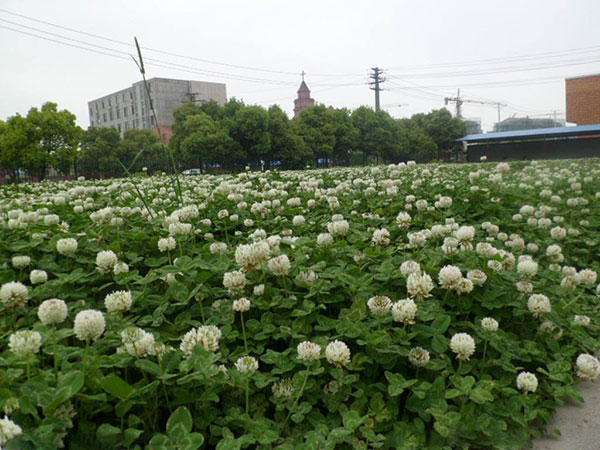 <a href='https://www.lvbad.com/caopingzhongzi/1662.html' target='_blank'>白三叶种子</a>7.jpg
