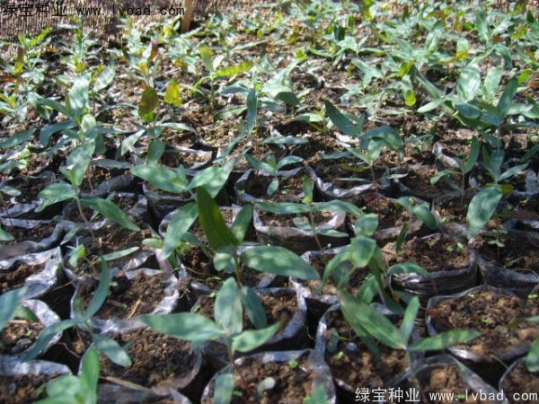 <a href='https://www.lvbad.com/linmuzhongzi/2259.html' target='_blank'>桉树种子</a>3.jpg