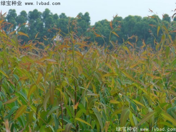 <a href='https://www.lvbad.com/linmuzhongzi/2259.html' target='_blank'>桉树种子</a>6.jpg