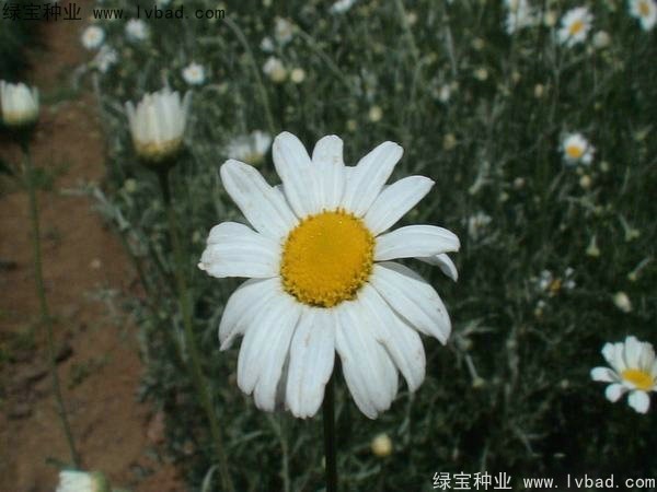 除虫菊<a href='https://www.lvbad.com/' target='_blank'>种子</a>14h.jpg