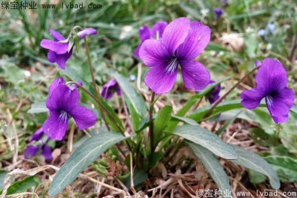 <a href='https://www.lvbad.com/caohuazhongzi/1656.html' target='_blank'>紫花地丁种子</a>7.jpg