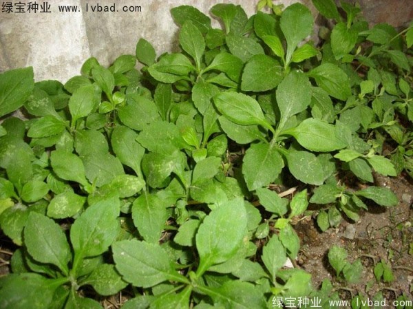 <a href='https://www.lvbad.com/caohuazhongzi/1021.html' target='_blank'>败酱草种子</a>2.jpg