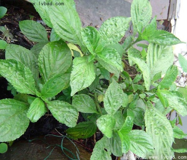 败酱草<a href='https://www.lvbad.com/' target='_blank'>种子</a>3.jpg