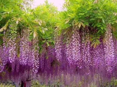 中国紫藤能开花吗
