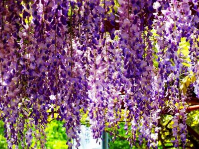 热带地方能养紫滕花吗