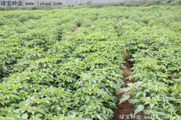 <a href='https://www.lvbad.com/linmuzhongzi/1793.html' target='_blank'>重阳木种子</a>4.jpg