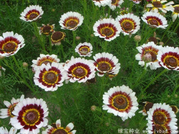 花环菊种子13.jpg