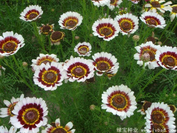 <a href='https://www.lvbad.com/caohuazhongzi/1067.html' target='_blank'>花环菊种子</a>13.jpg