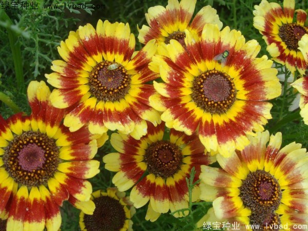 <a href='https://www.lvbad.com/caohuazhongzi/1067.html' target='_blank'>花环菊种子</a>12.jpg