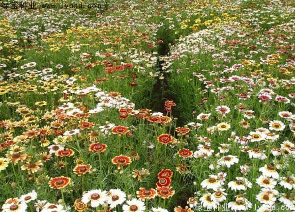 花环菊<a href='https://www.lvbad.com/' target='_blank'>种子</a>16.jpg