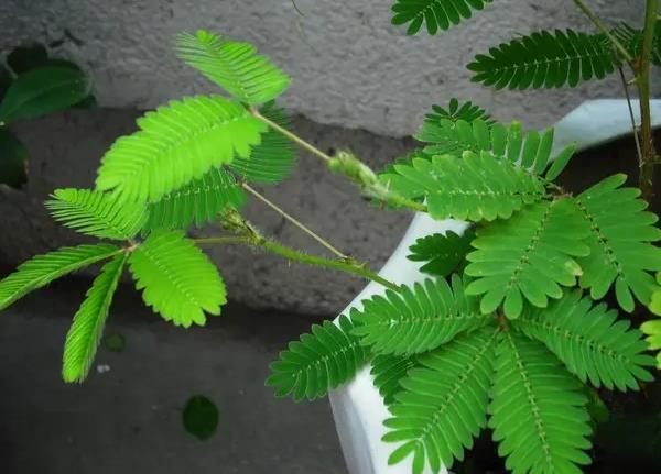 含羞草3.jpg
