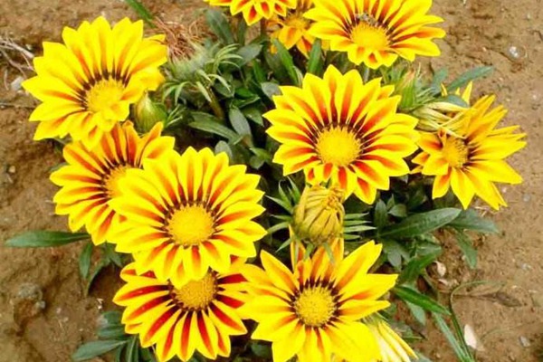 <a href='https://www.lvbad.com/caohuazhongzi/16053.html' target='_blank'>勋章菊种子</a>2.jpg