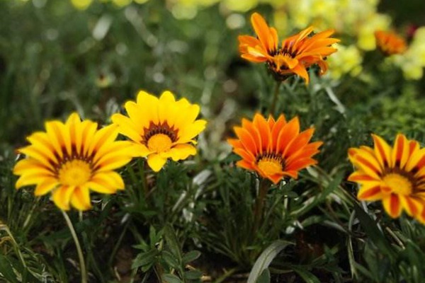勋章菊<a href='https://www.lvbad.com/' target='_blank'>种子</a>3.jpg