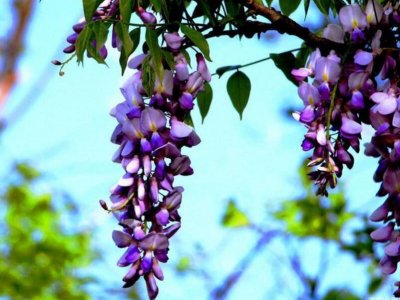紫藤在云南大理会开花吗