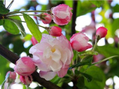 西府海棠在广东能开花吗