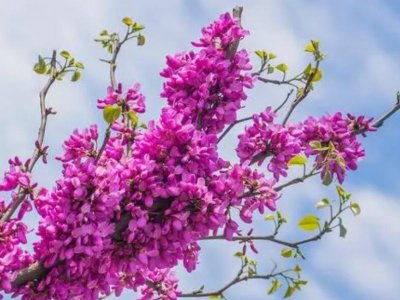 紫荆树的种子可以种植吗