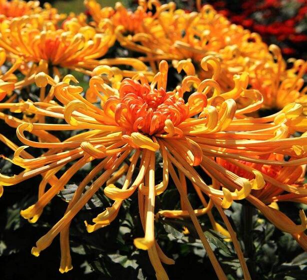 开封菊花4.jpg