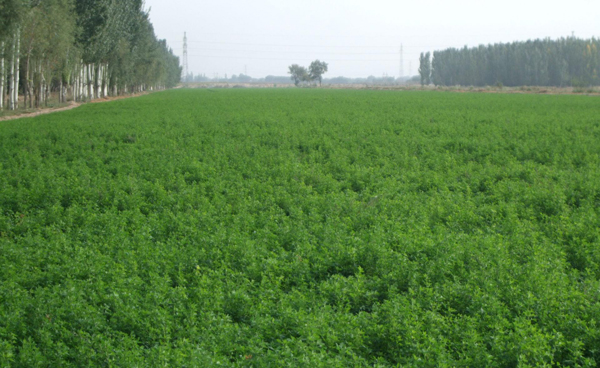 <a href='https://www.lvbad.com/mucaozhongzi/5.html' target='_blank'>苜蓿种子</a>7.jpg