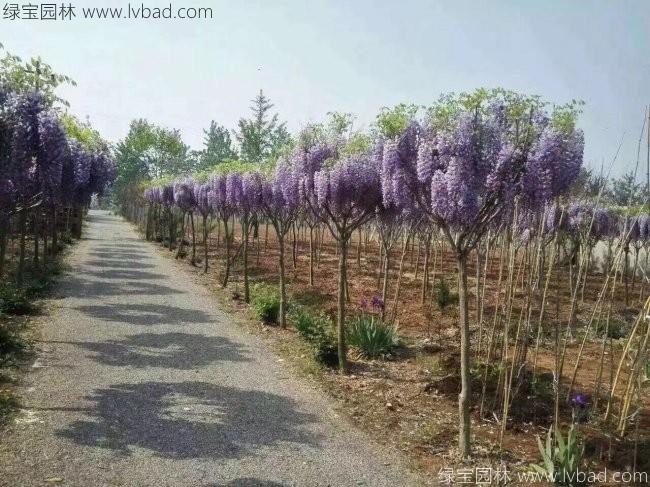 <a href='https://www.lvbad.com/tengbenpanyuanzhiwu/3418.html' target='_blank'>紫藤花</a>10.jpg