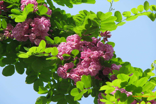 <a href='https://www.lvbad.com/linmuzhongzi/1852.html' target='_blank'>香花槐</a>1.jpeg