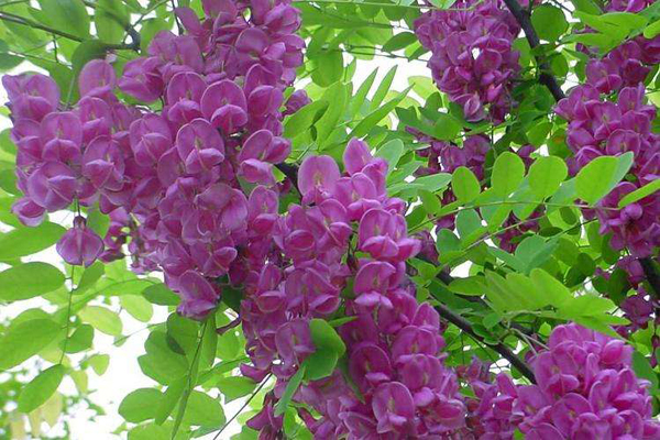 香花槐2.jpeg