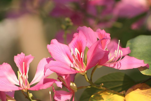 <a href='https://www.lvbad.com/dibeiguanmu/3490.html' target='_blank'>紫荆花</a>2.jpeg