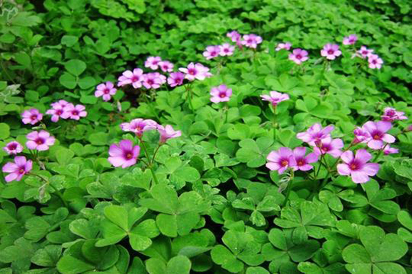 <a href='https://www.lvbad.com/yaocaizhongzi/2335.html' target='_blank'>红花</a>酢浆草2.jpg