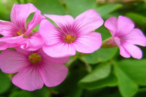 <a href='https://www.lvbad.com/caohuazhongzi/1064.html' target='_blank'>红花酢浆草</a>3.jpeg